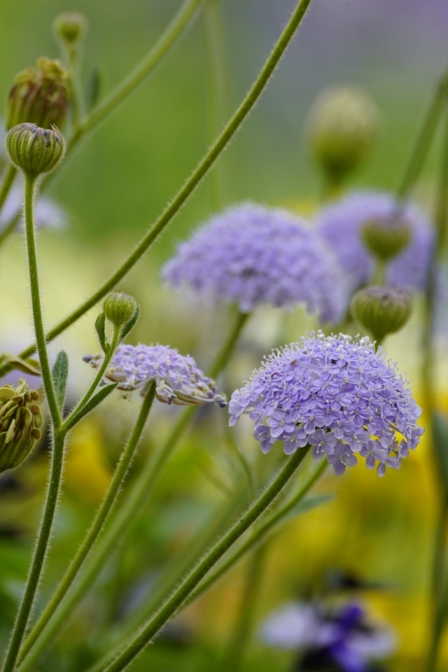 Синий садовый цветок трахимена крупным планом