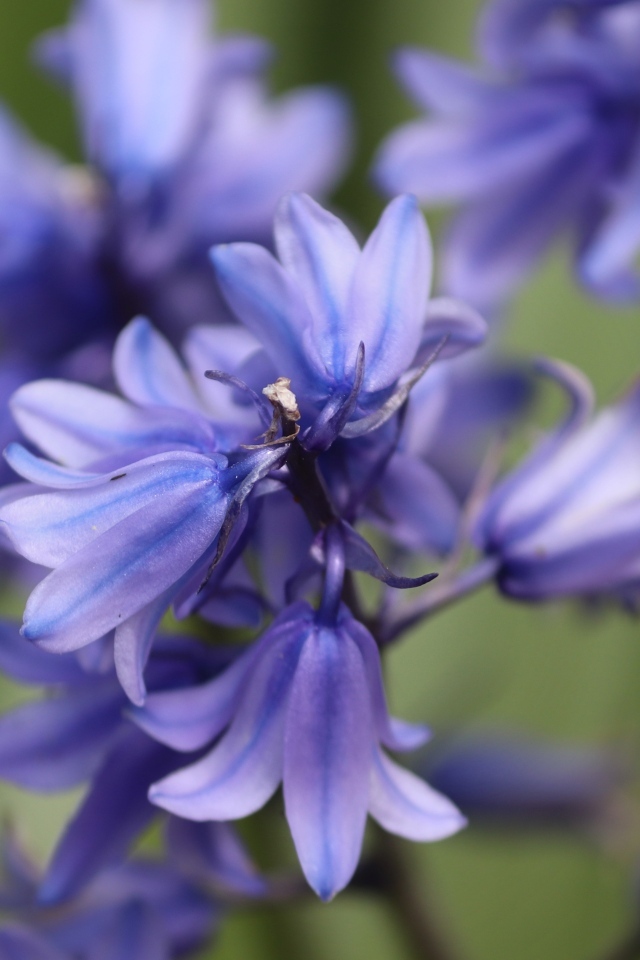 Синие цветы гиацинта вид сверху