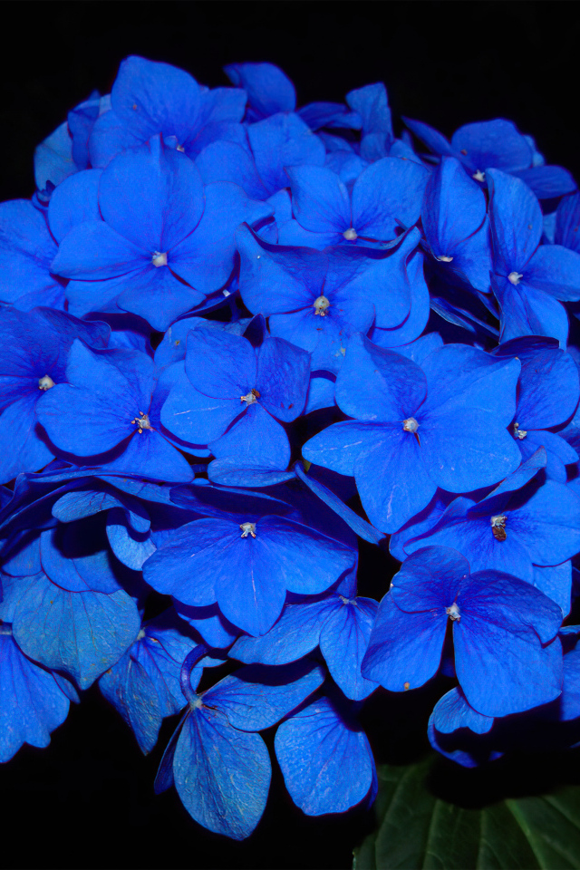 Синие цветы гортензии на черном фоне