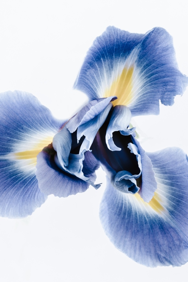 Синий цветок ириса на сером фоне