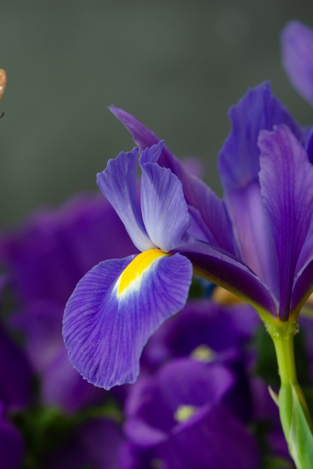 Синие цветы ириса с бабочкой