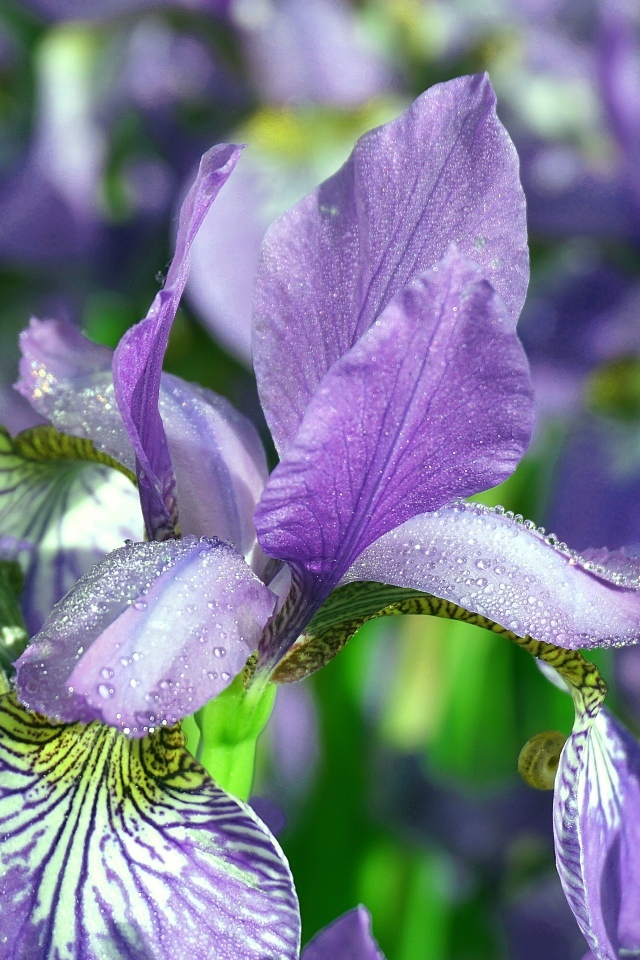 Синие цветы ириса с мокрыми лепестками