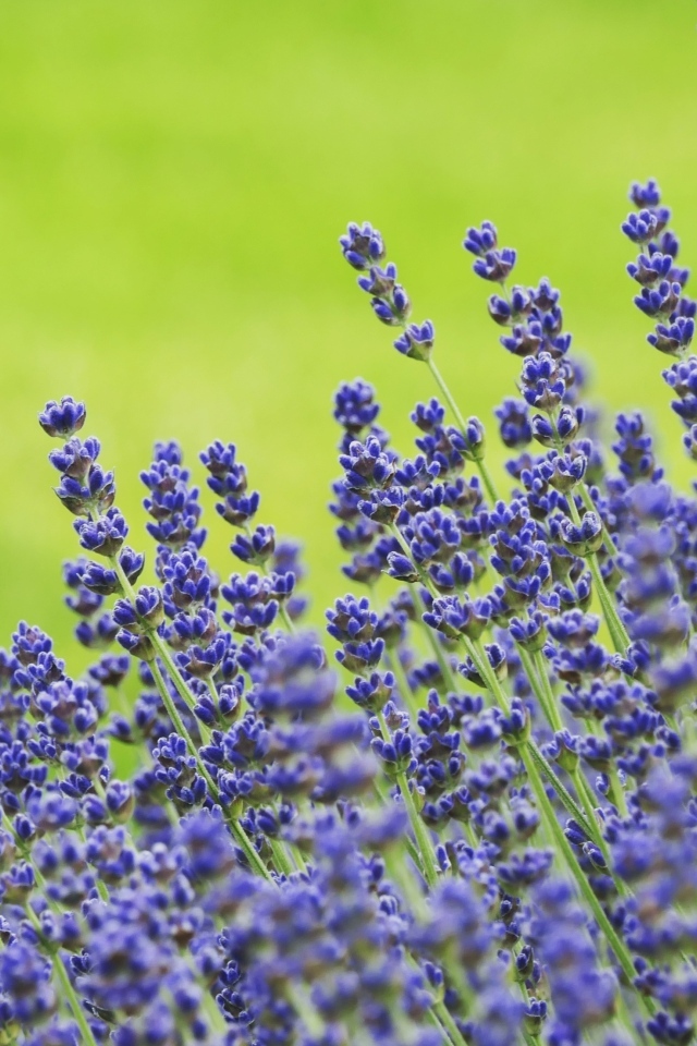 Синие цветы лаванды на зеленом фоне