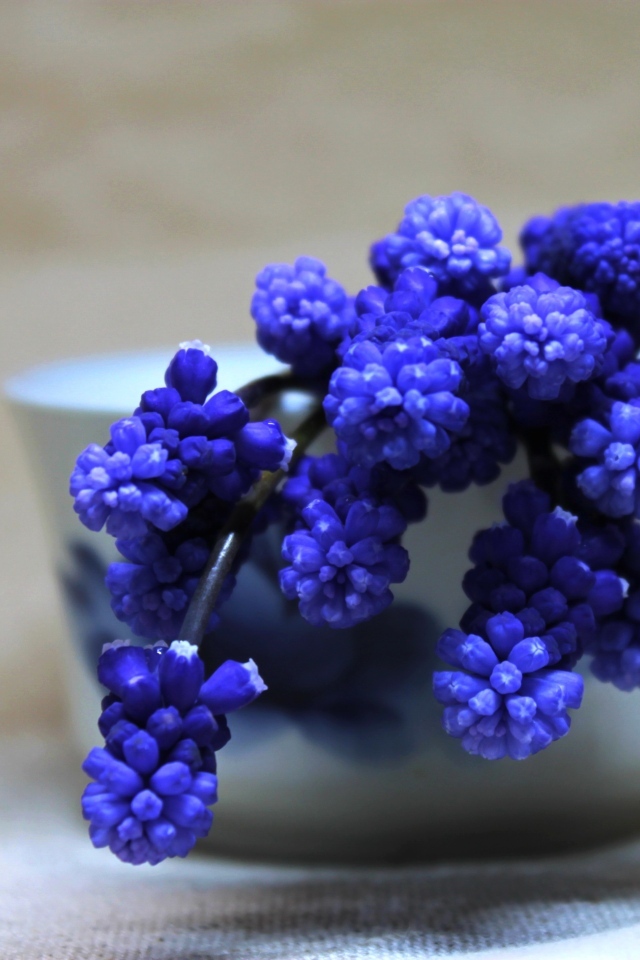 Синие цветы мускари в белой вазе на столе