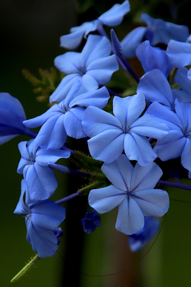 Голубой цветок флоксы крупным планом