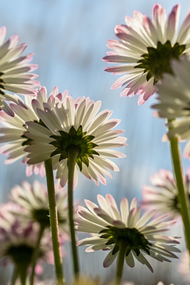 Вид снизу на маленькие цветы маргаритки