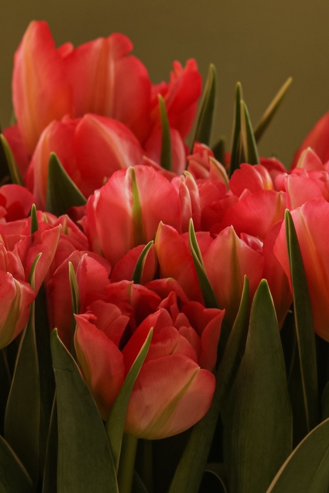 Букет красивых розовых тюльпанов с зелеными листьями