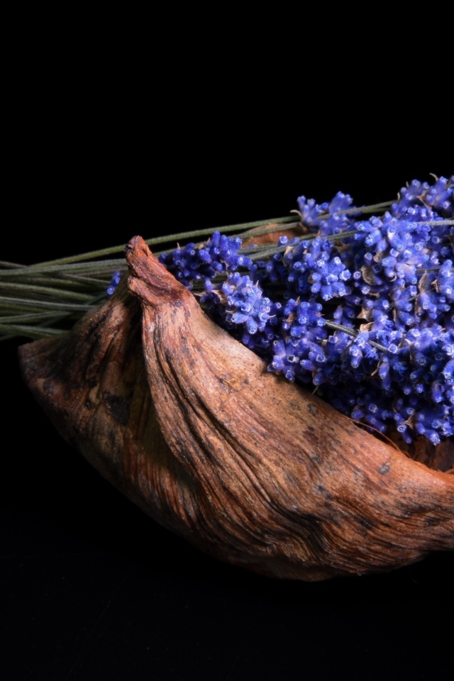 Букет цветов лаванды в коряге на черном фоне