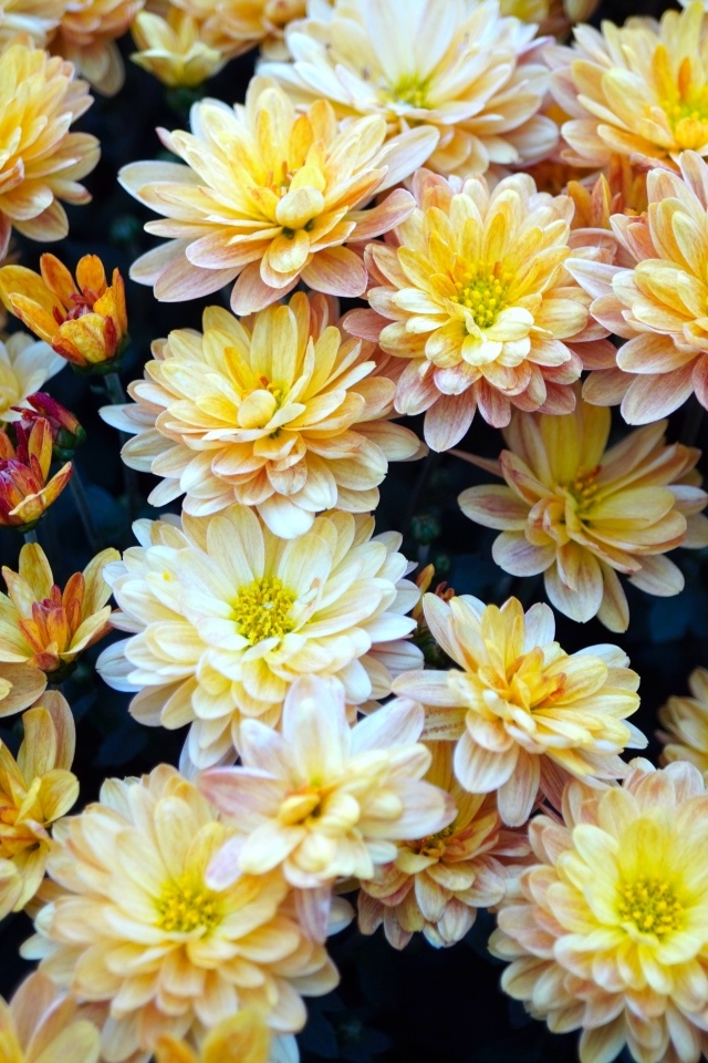 Букет оранжевых цветов хризантемы вблизи