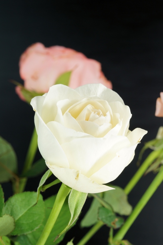 Букет розовых и белых роз на сером фоне