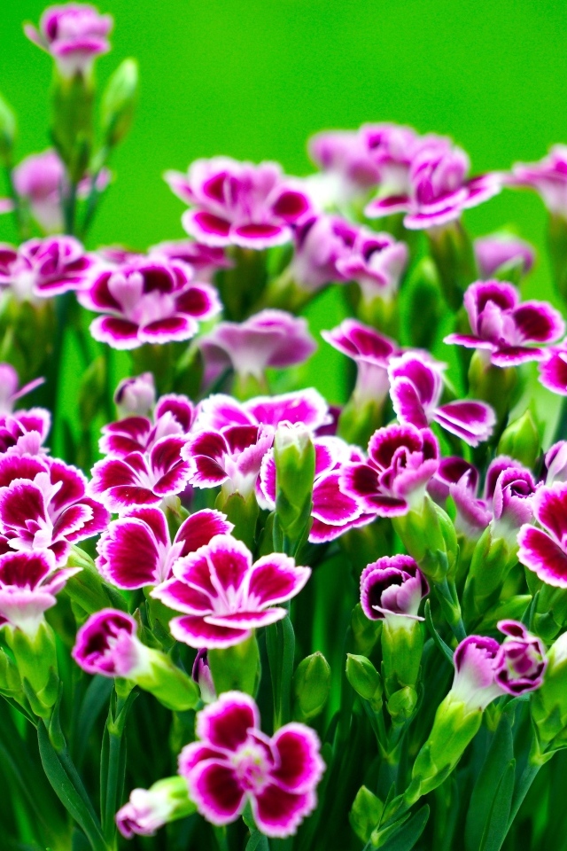 Букет розовых цветов гвоздики на зеленом фоне