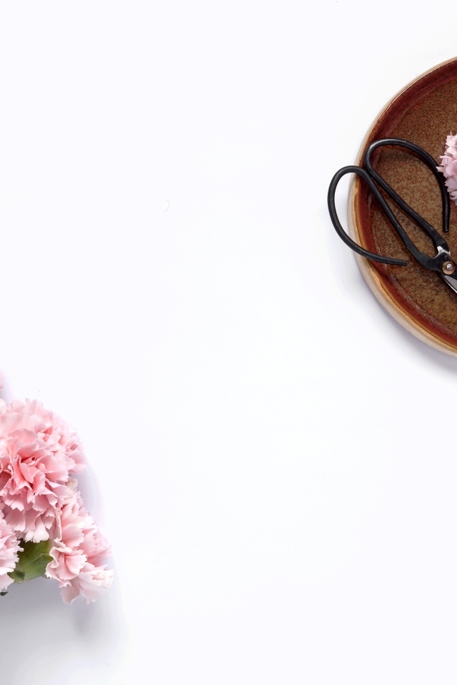 Букет розовых гвоздик с ножницами на белом фоне