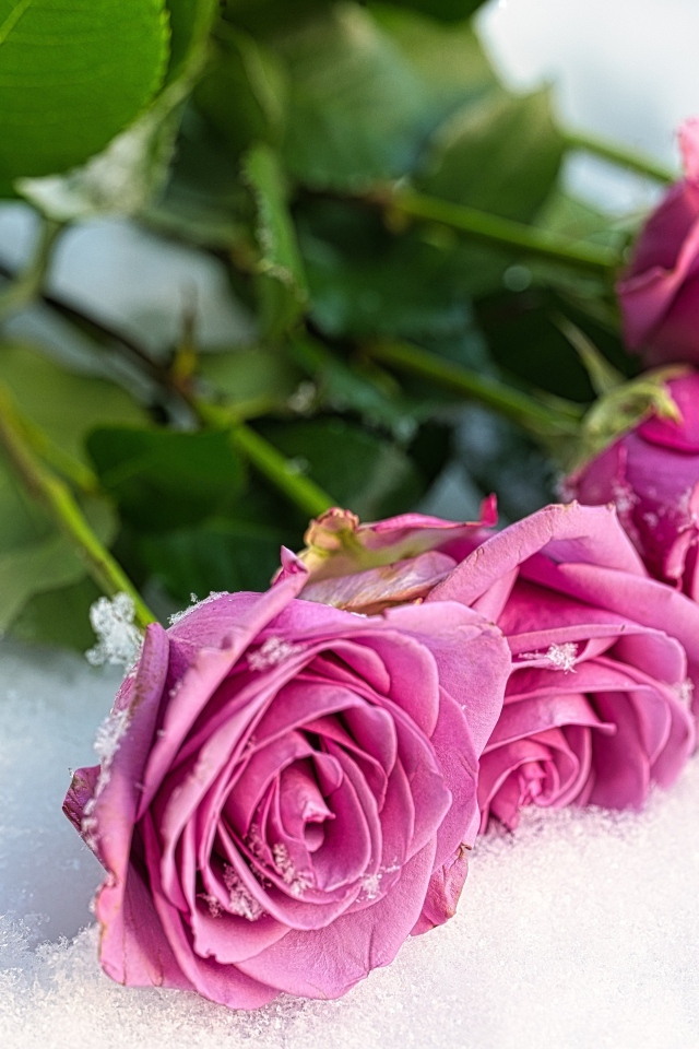 Букет розовых роз на снегу