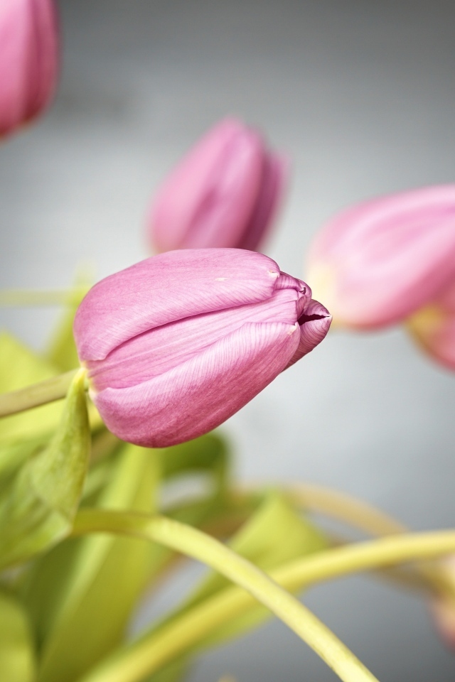 Букет розовых тюльпанов на сером фоне