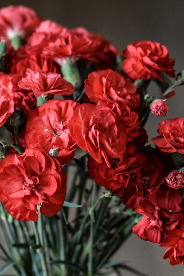 Букет красных гвоздик вблизи