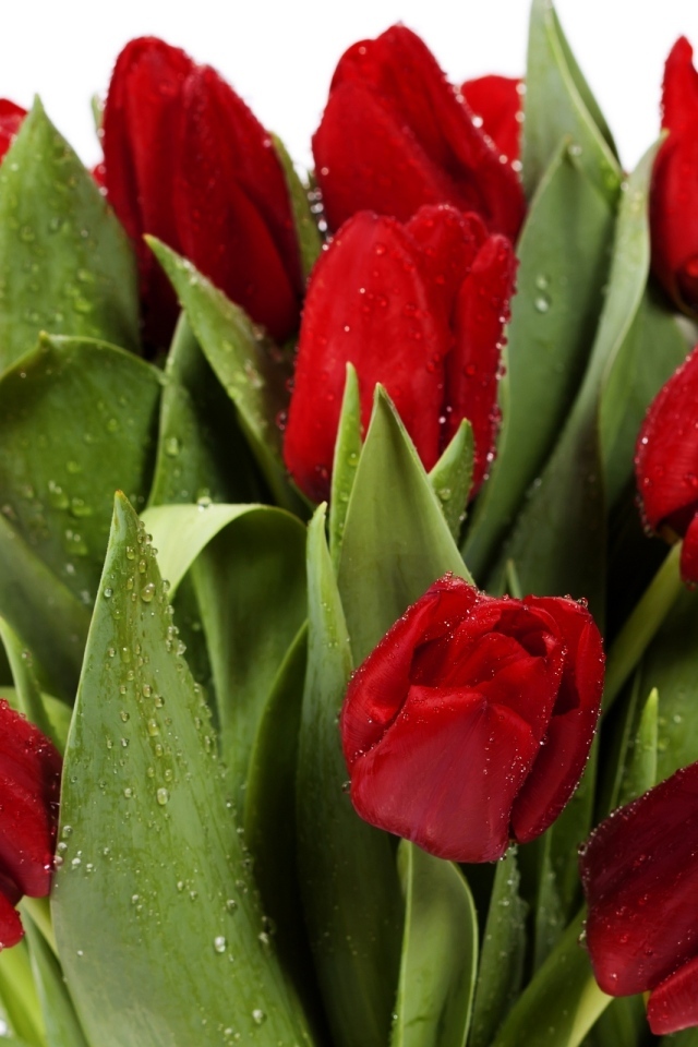 Букет красных тюльпанов в каплях росы