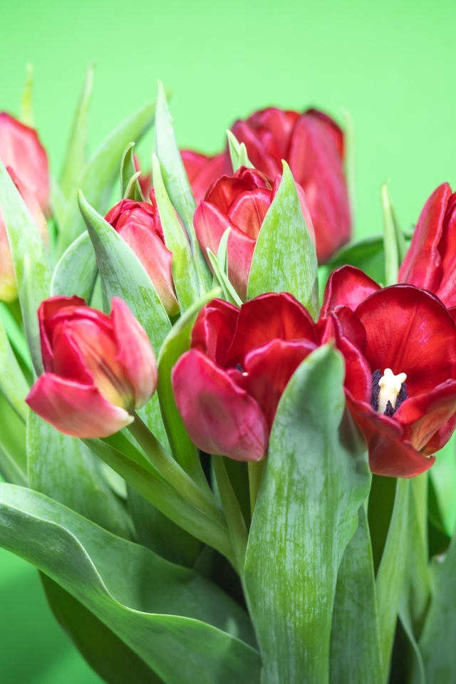 Букет красных тюльпанов на зеленом фоне