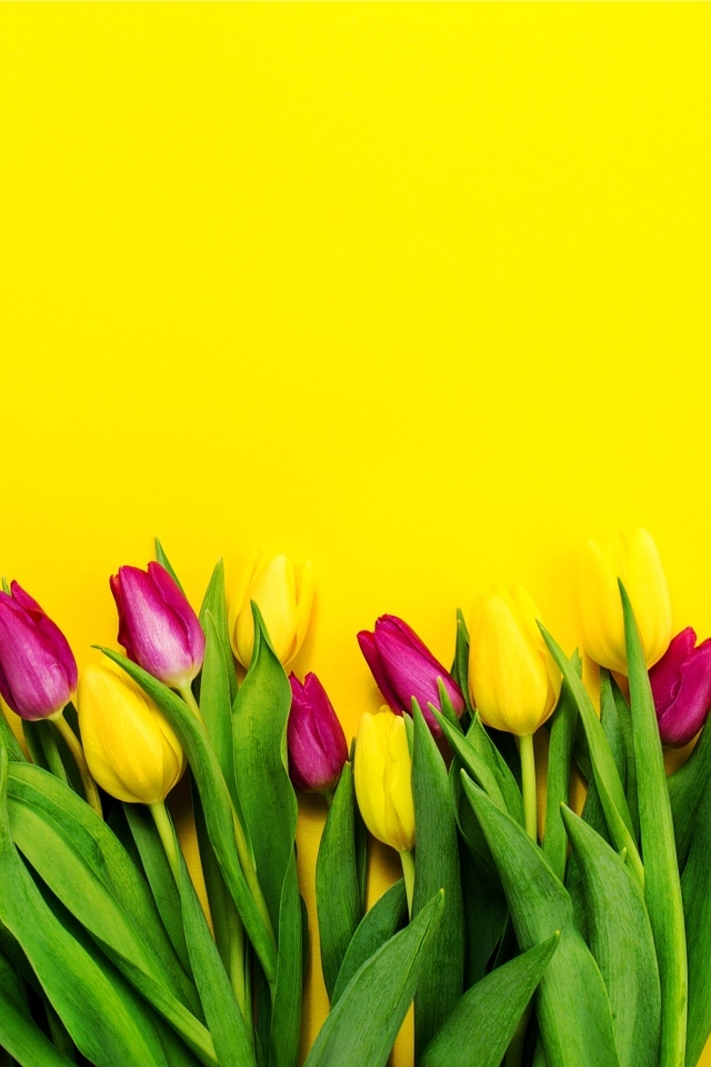 Букет тюльпанов на ярком желтом фоне