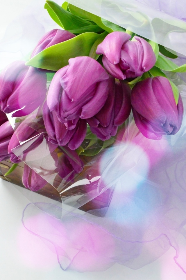 Букет тюльпанов с подарком на белом фоне