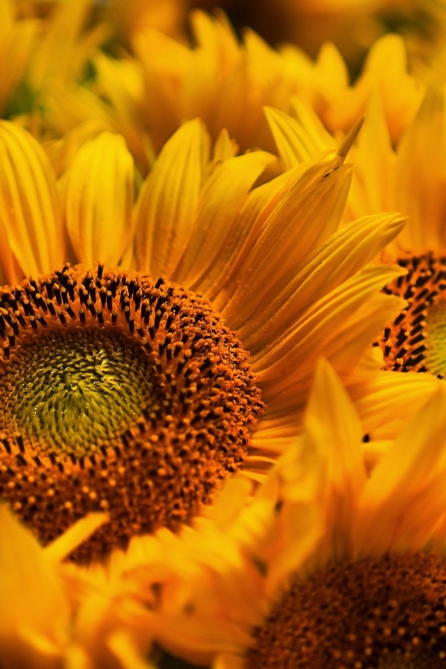 Букет из желтых цветов подсолнуха