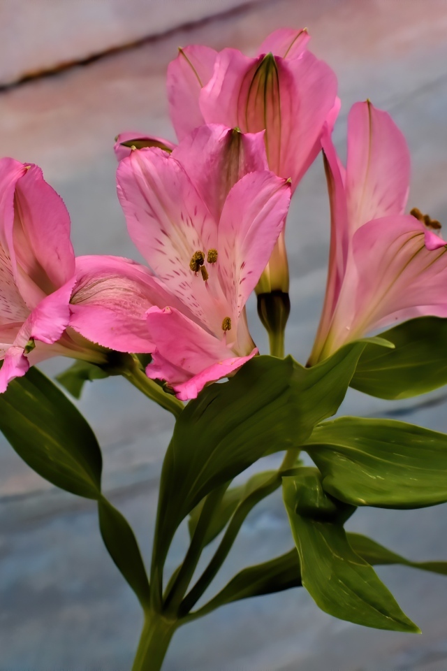 Ветка розовых цветов альстромерия