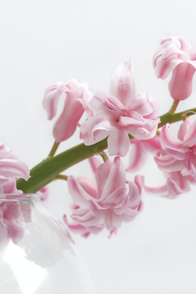 Ветка розового цветка гиацинта на белом фоне