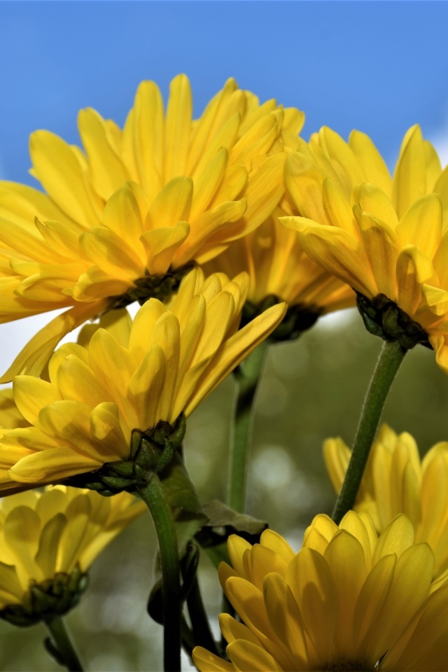 Ветка с желтыми цветами хризантемы