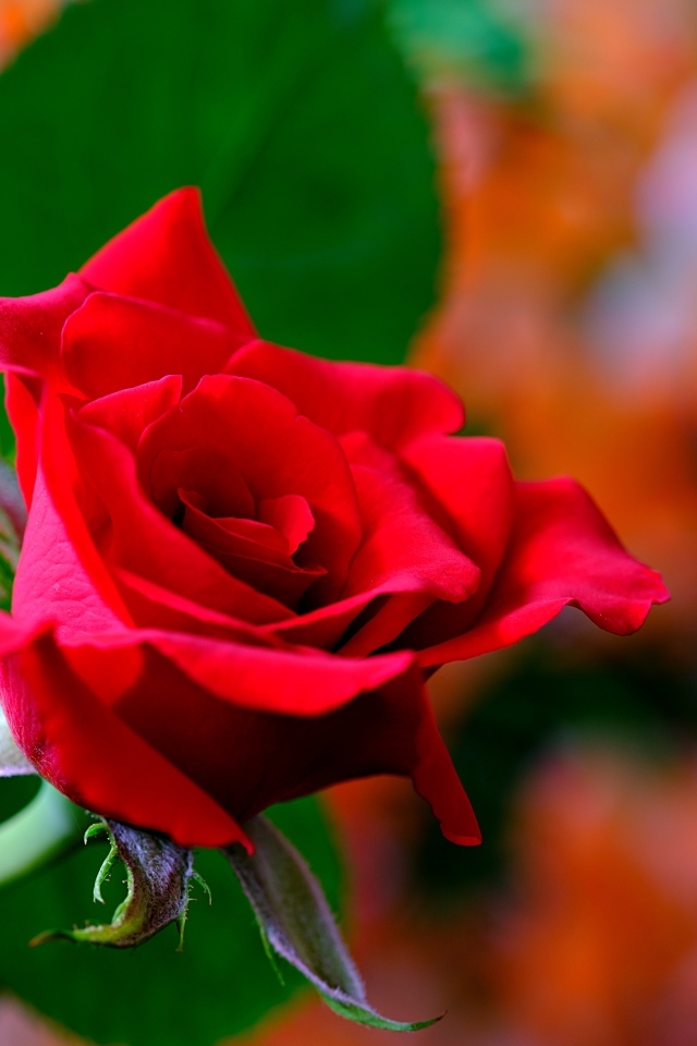 Яркая ароматная алая роза крупным планом