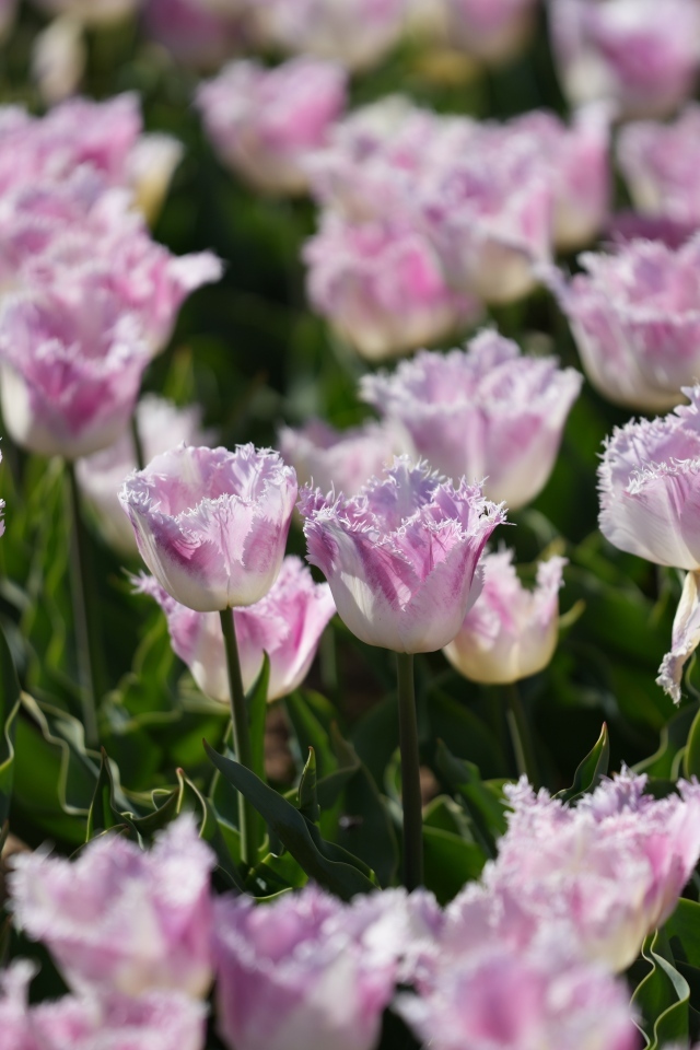 Яркие розовые тюльпаны на поле весной