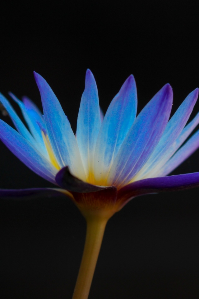 Яркий фиолетовый цветок лотоса на черном фоне