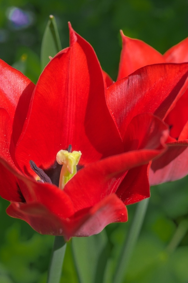 Яркие красные тюльпаны на клумбе