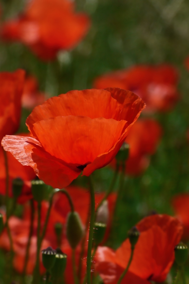 Яркий алый полевой мак в лучах солнца