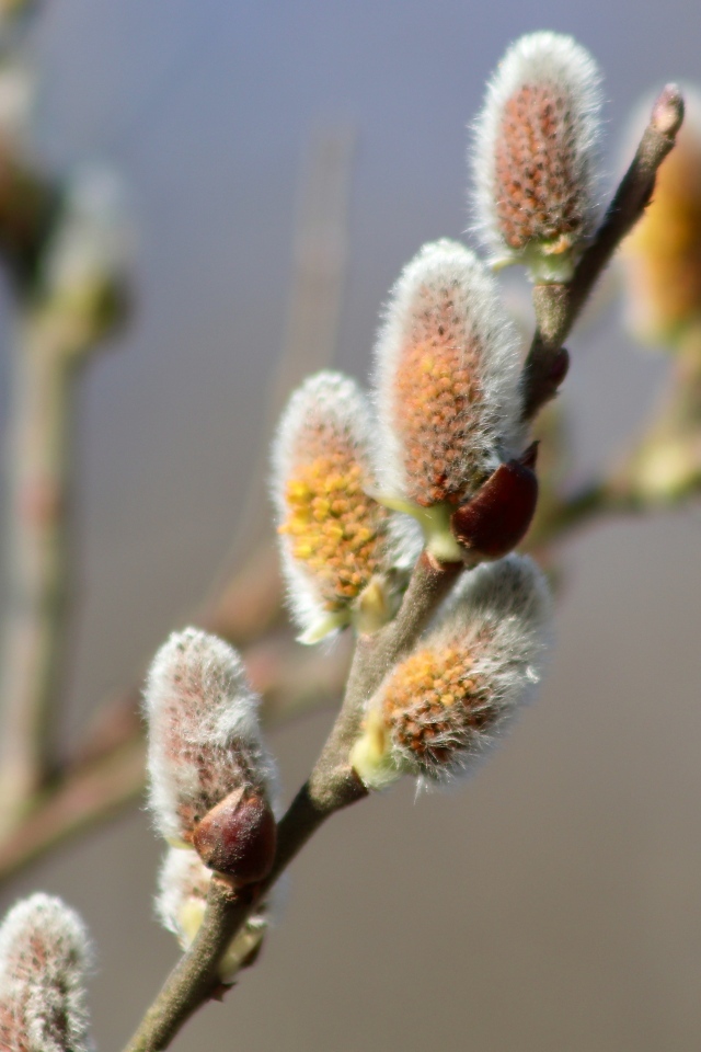 Бурая пушистая ветка вербы весной