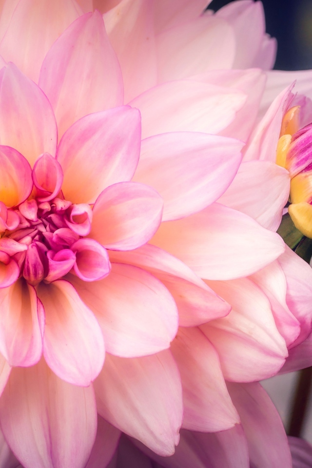 Бутон и распустившаяся георгина крупным планом