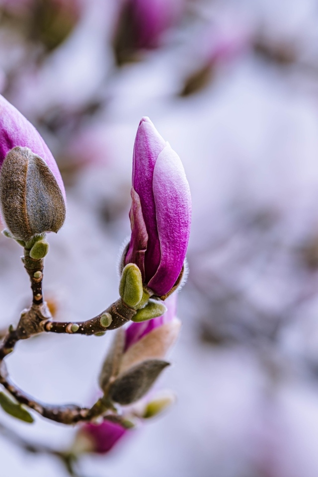 Бутоны цветов магнолии на ветке дерева
