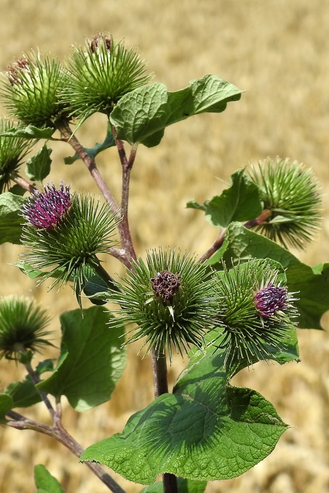 Цветы лопуха крупным планом