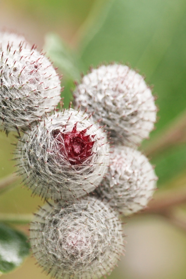 Цветы лопуха крупным планом