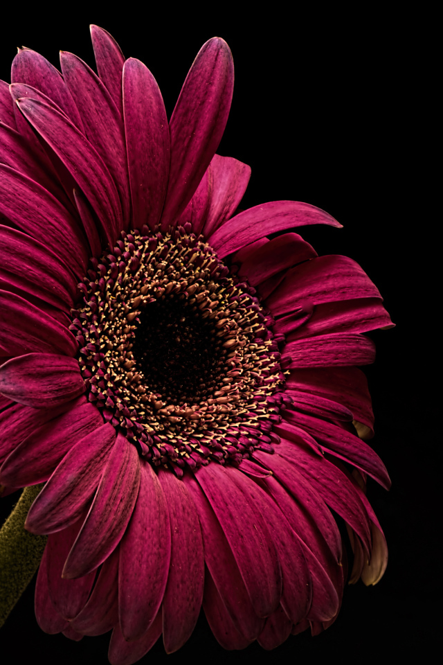 Бордовая гербера крупным планом на черном фоне