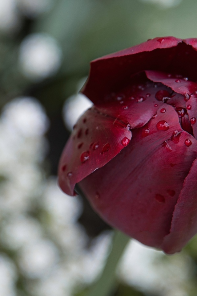 Бордовый тюльпан в каплях дождя