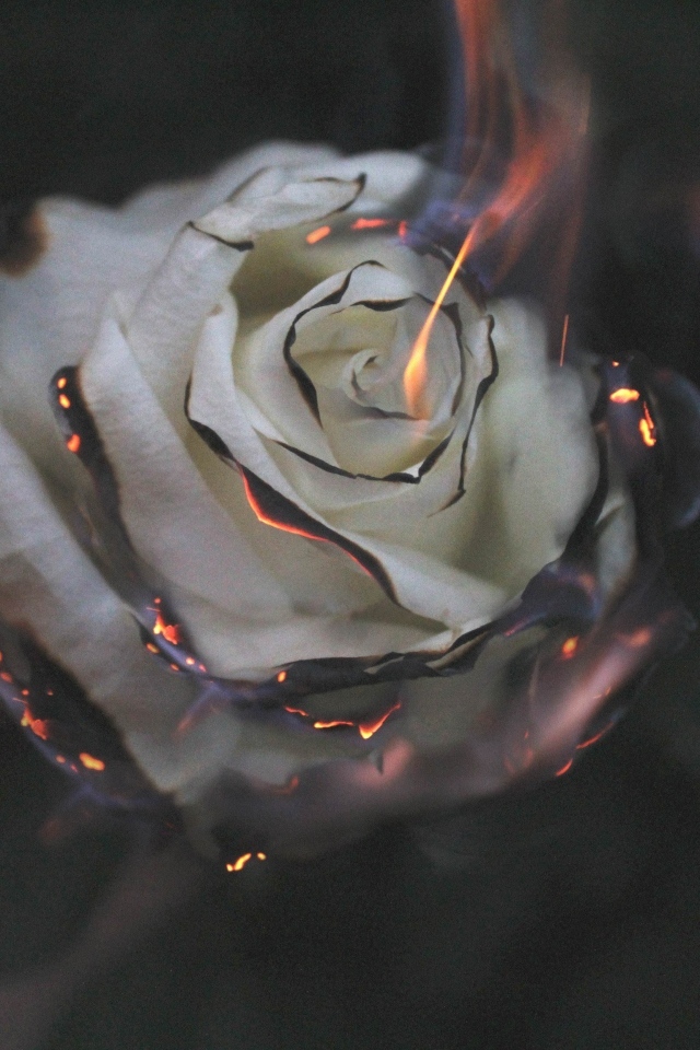 Опаленные лепестки белой розы