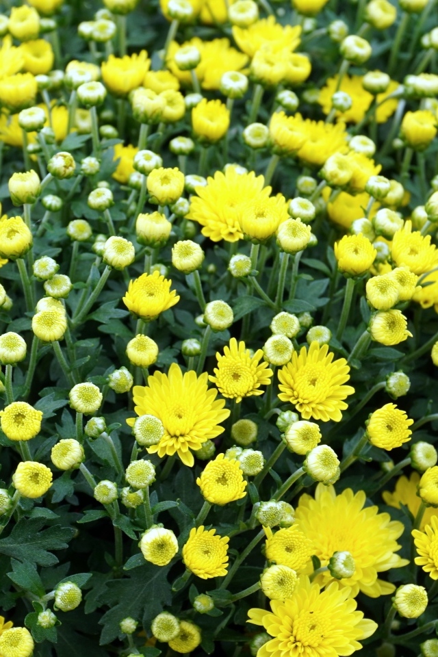 Куст распускающихся желтых цветов хризантемы