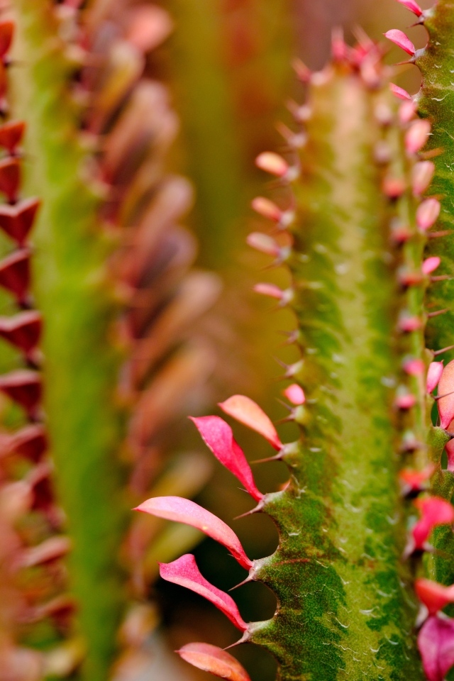 Кактус с красными лепестками крупным планом