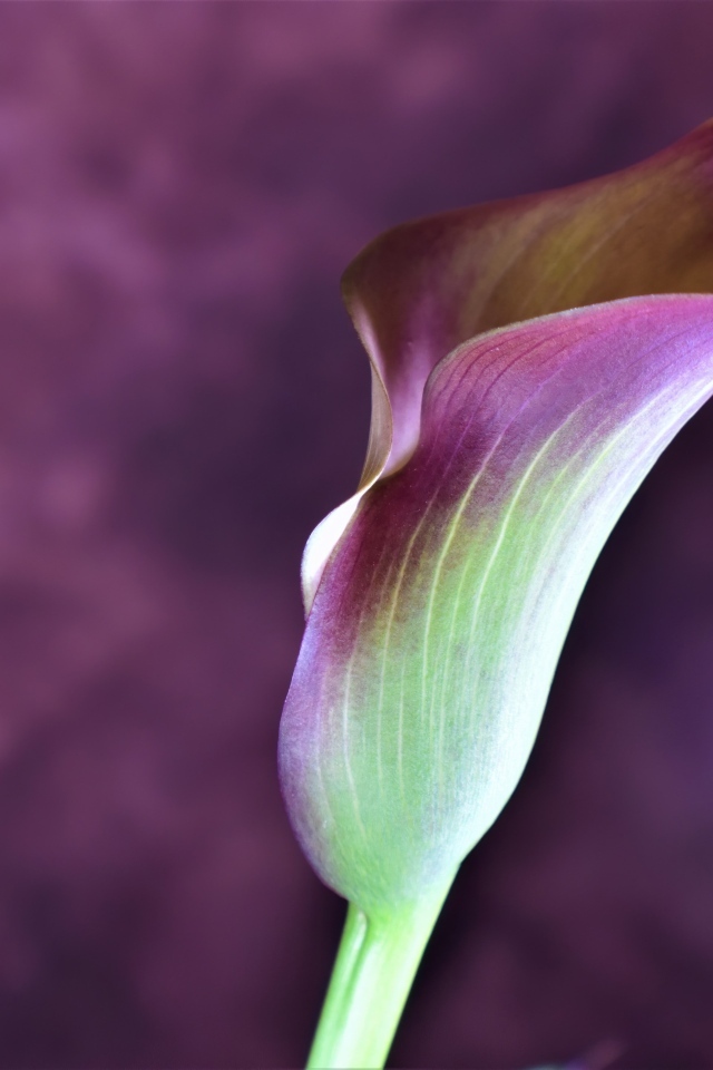 Цветок калла крупным планом