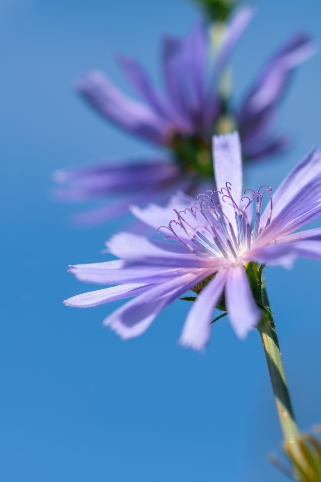 Цветы цикория на голубом фоне