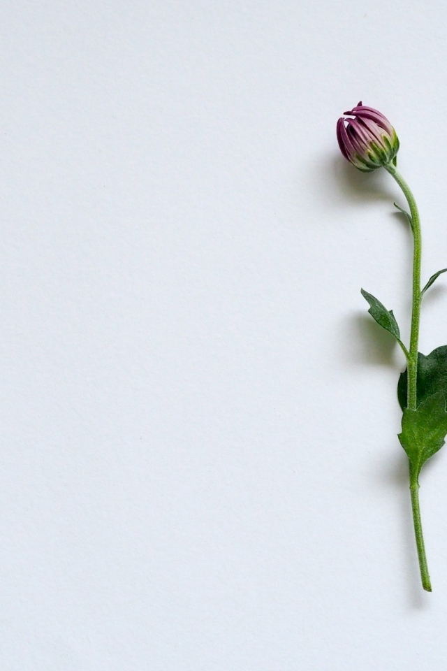 Цветок хризантемы на сером фоне