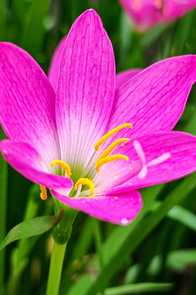 Розовые на клумбе крупным планом