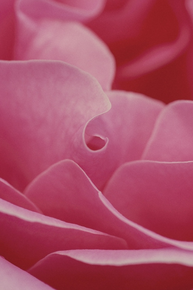 Лепестки розовой розы крупным планом