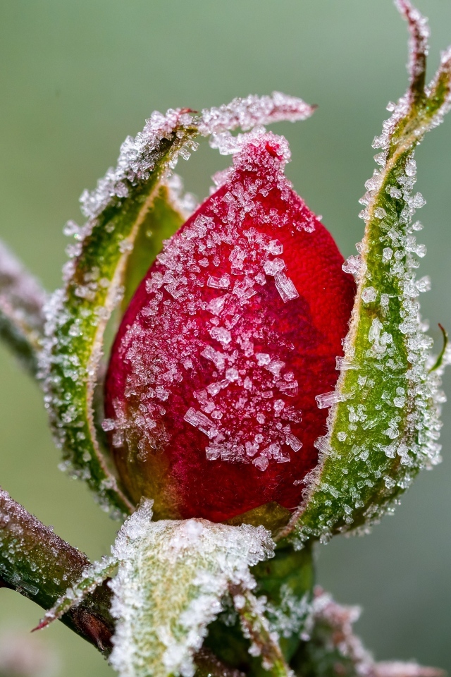 Покрытая холодным инеем роза зимой