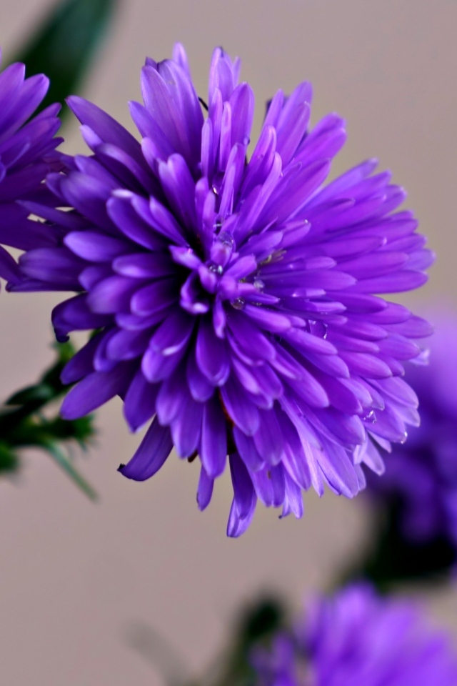 Цветы васильки крупным планом