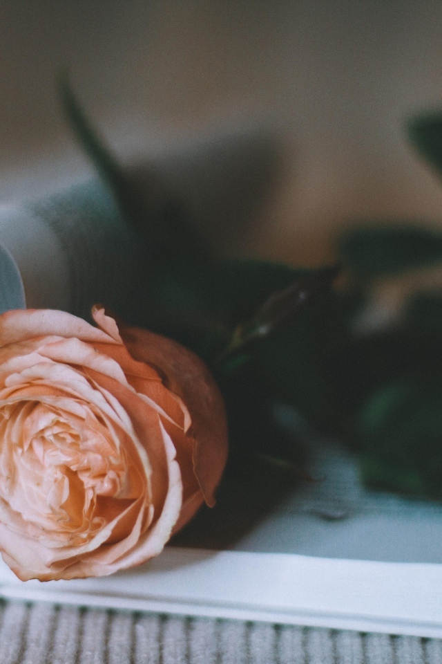 Кремовая роза лежит на книге